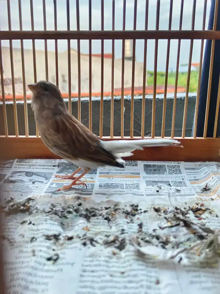 Kenari betina fys babon