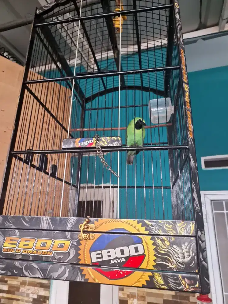 Muray Medan ijo kandang ebod