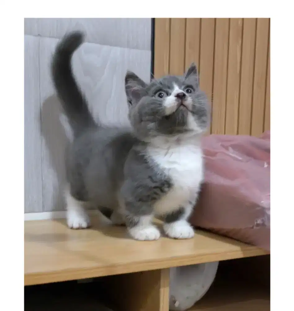Bsh munchkin bicolor blue