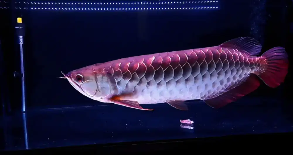 Arwana golden Crosback Bluebase