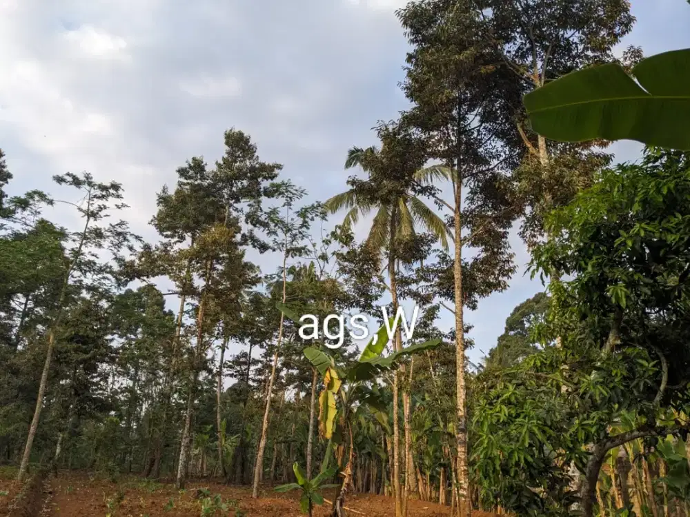 Jual kebun durian lokasi Jumantono luas 1540m hrg 675jt nego