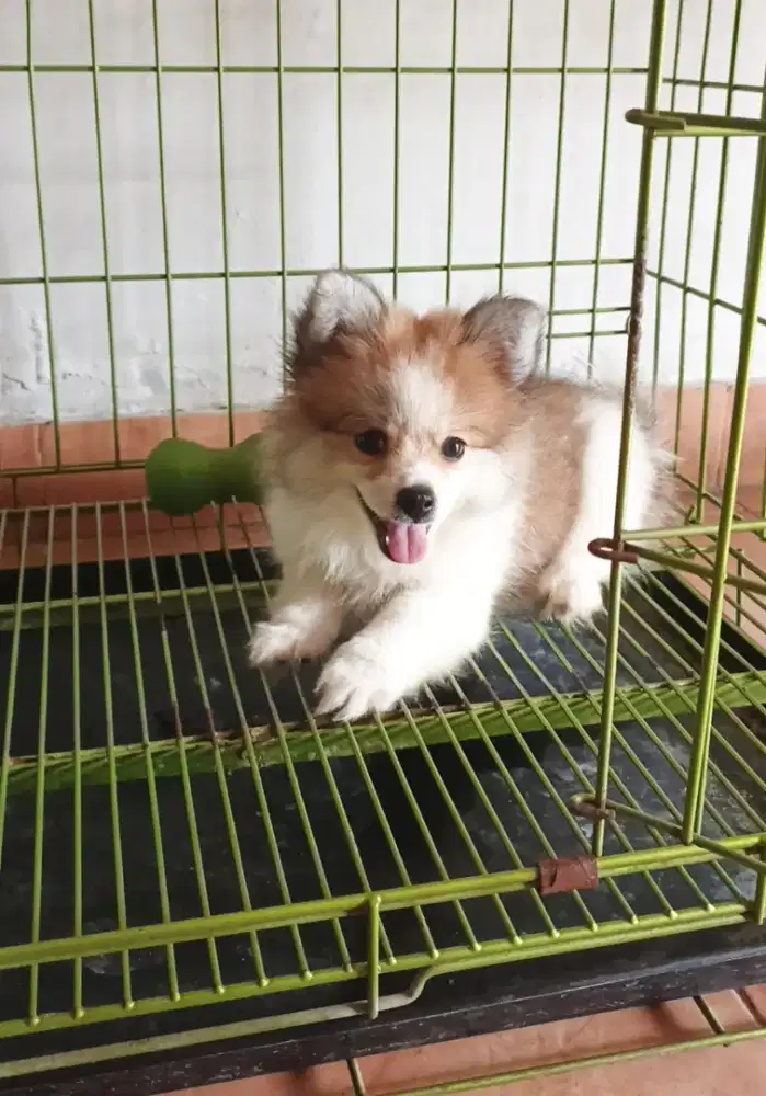 Anak Anjing Pom betina 2 bulan