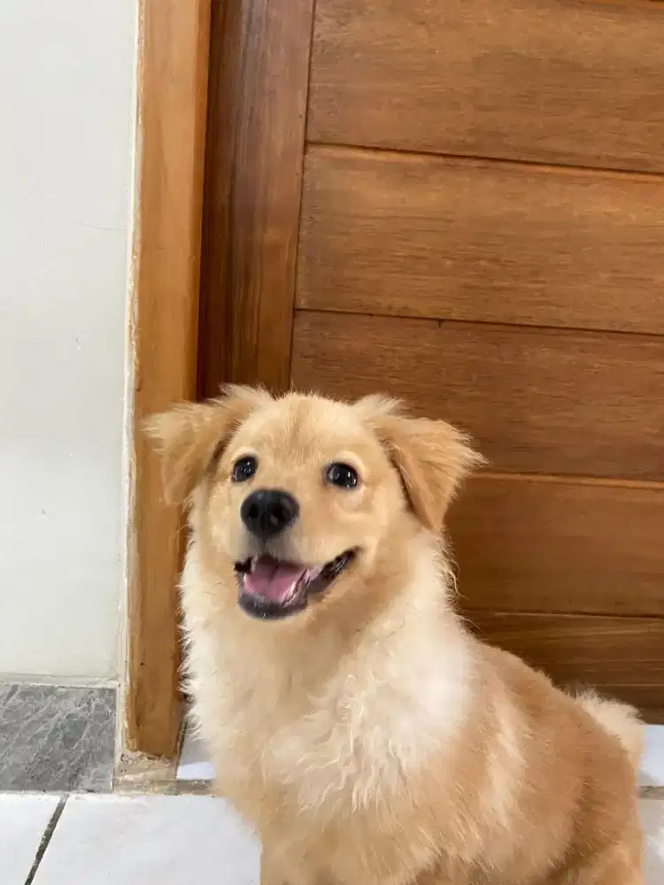 Di jual anjing 2.000.000