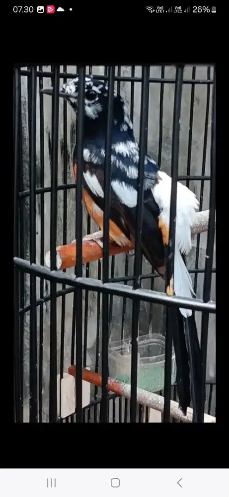 Murai jantan blorok extreme figther gacor