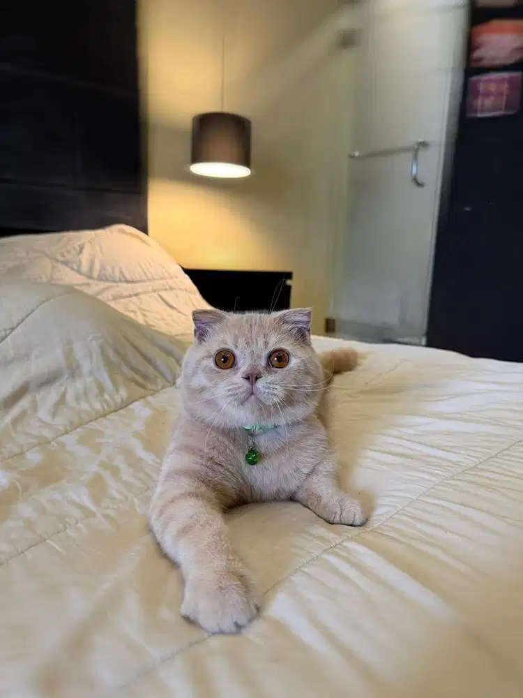 Scottish Fold Cream MALE BSH SF