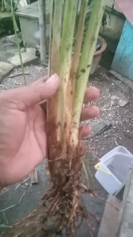 Rumput vetiver | panjang akar sampai lima meter