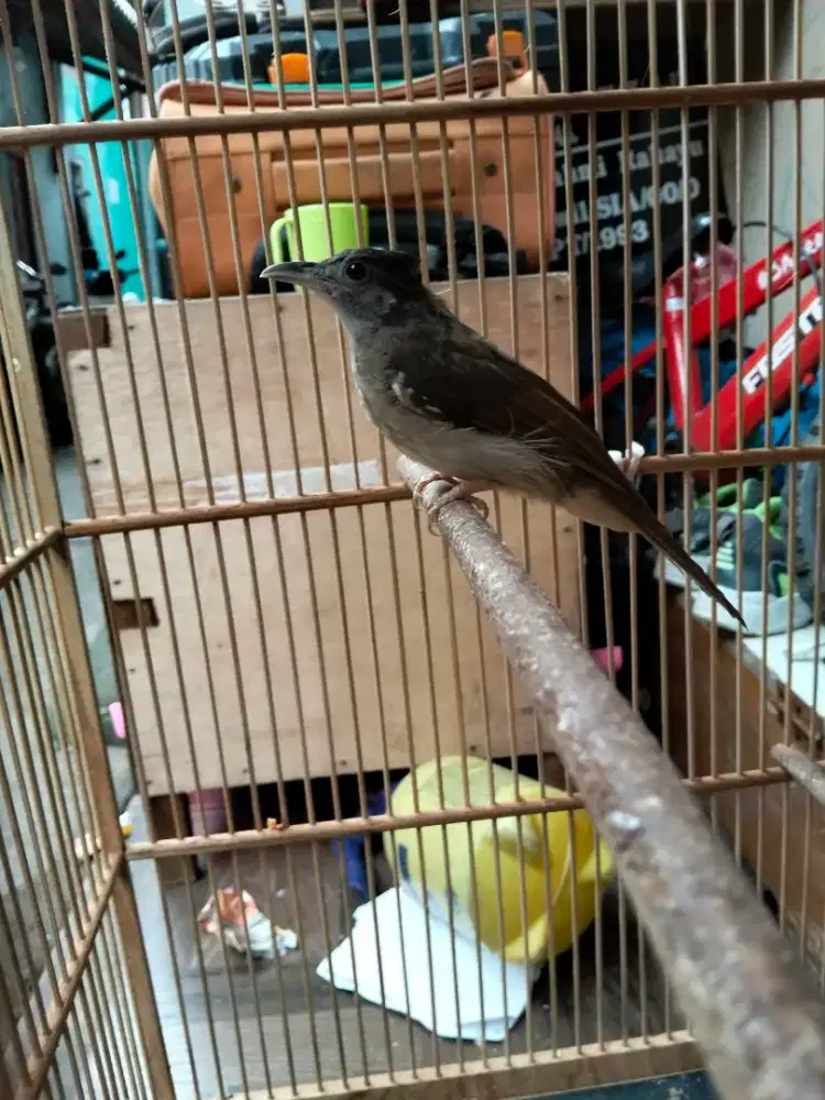 Kapas tembak 650 000 full set