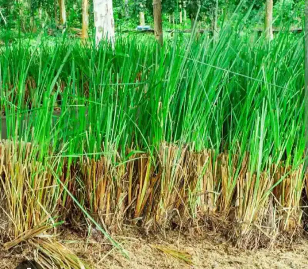 Rumput vetiver _ Rumput penahan erosi