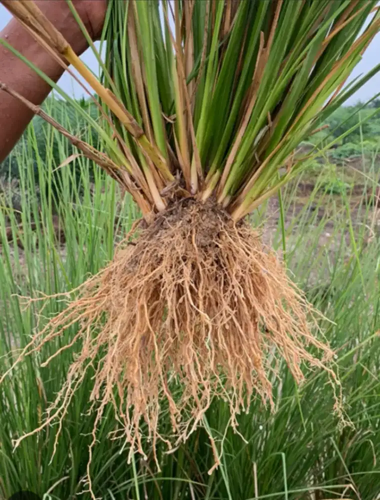 Rumput vetiver _ Rumput penahan erosi