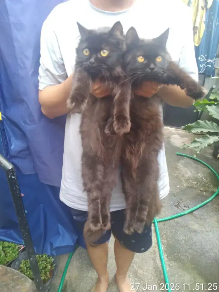 Lepas adopt kedua kucing