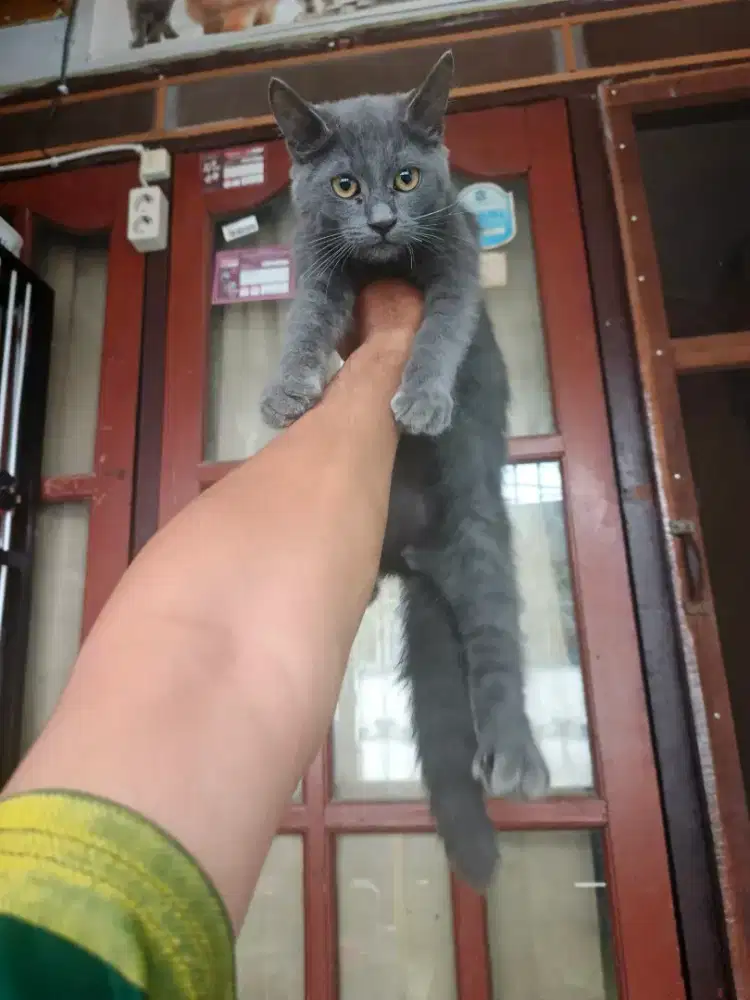 Kucing mix bsh jantan 3,5 bulan