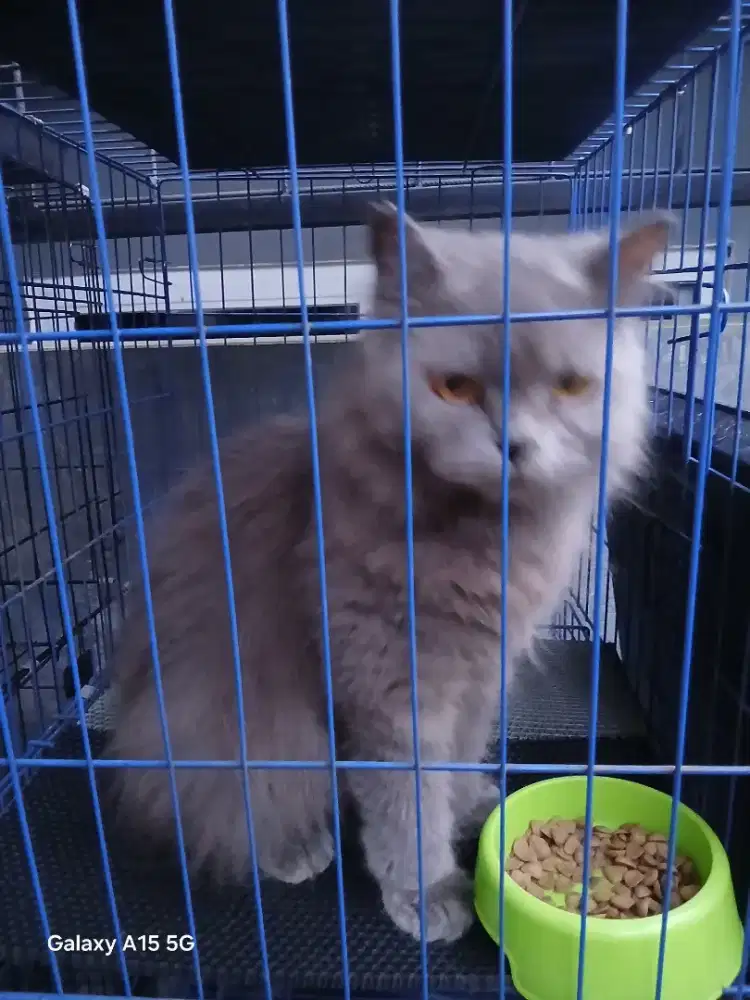 Persian abu abu solid