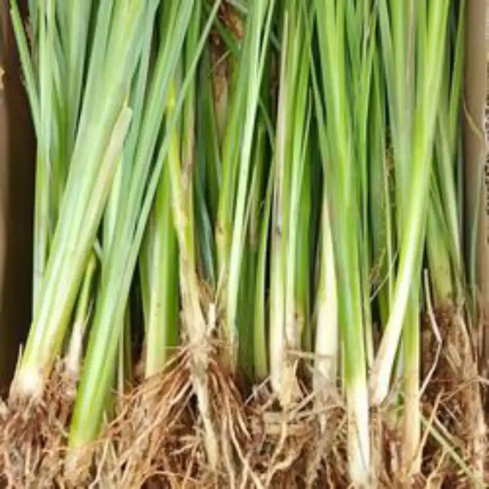 Rumput vetiver _ rumput penahan Tanah tebing