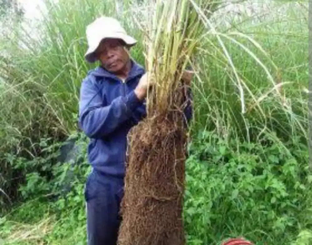 Rumput vetiver | rumput seperti Alang Alang