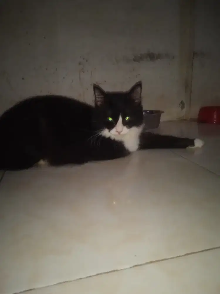 Bismillah. Open adop. Kucing mixdome betinan 7 bln manja dn nurut