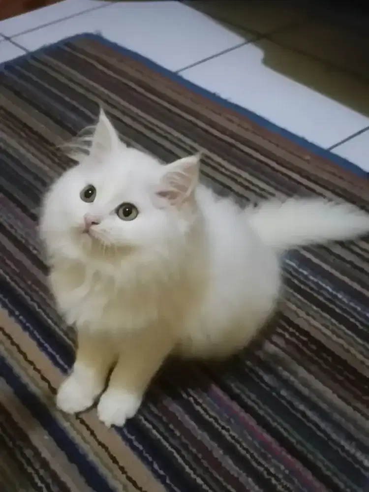 Kucing Persia Flatnose White Solid Betina