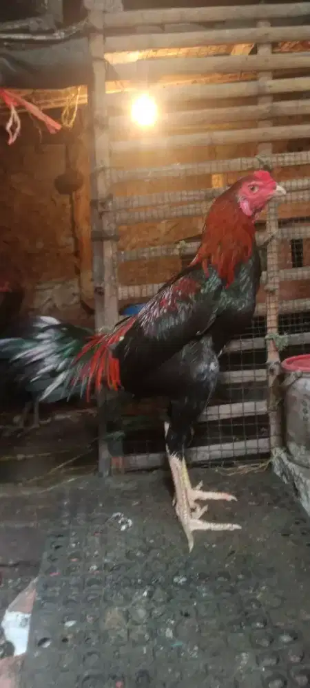 Jual cepat ayam bangkok birgoun