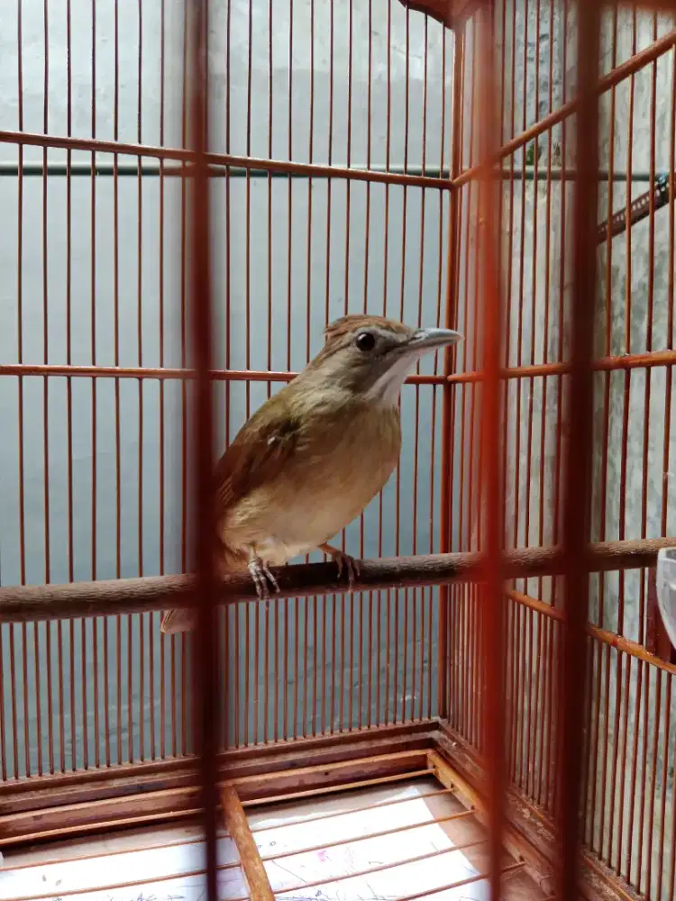 Katem (kapas tembak)