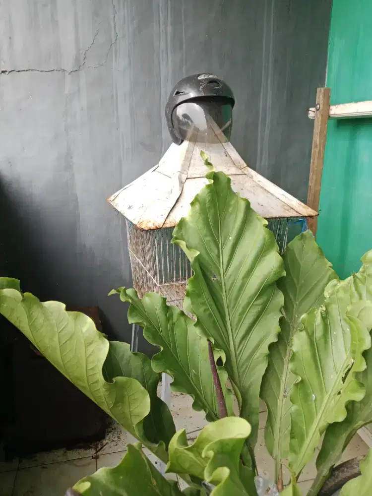 Di jual kandang besi masih layak pakai