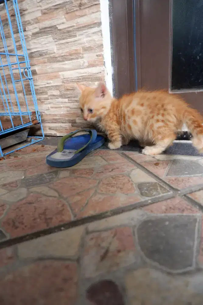 BSH Munchkin Cebol Sepasang Usia 4 Bulan