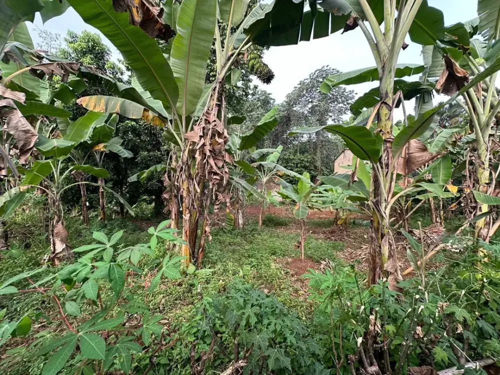 Dijual Tanah Murah Luas 450 m, Kukupu, Cibadak,  Tanah Sareal Bogor