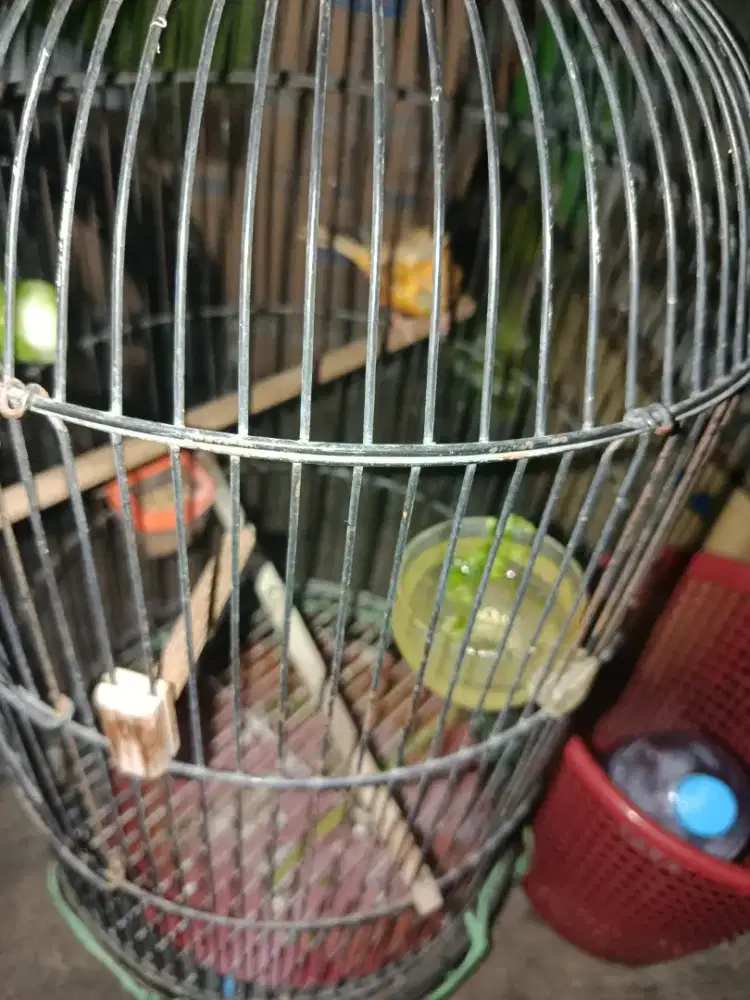 Burung kenari bikang f1 lokal