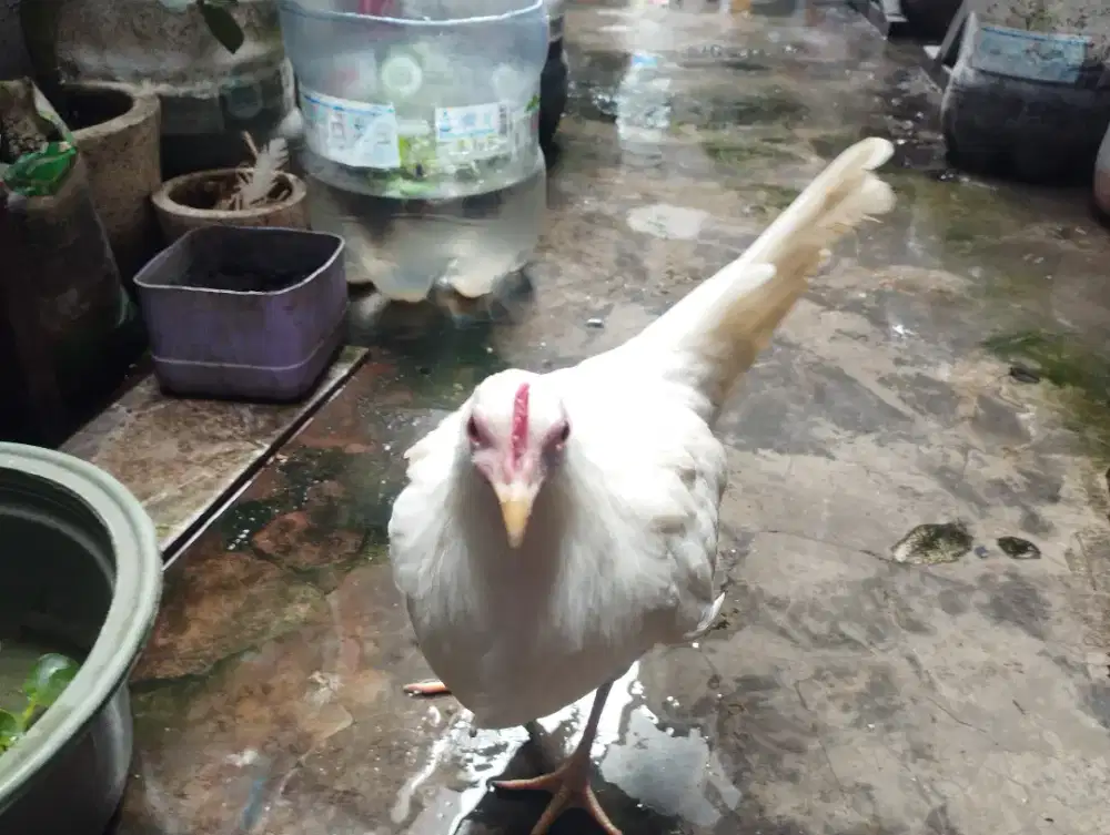 Babon/betina Ayam Onagadori