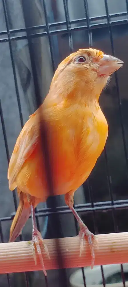 Kenari bahan riwikan