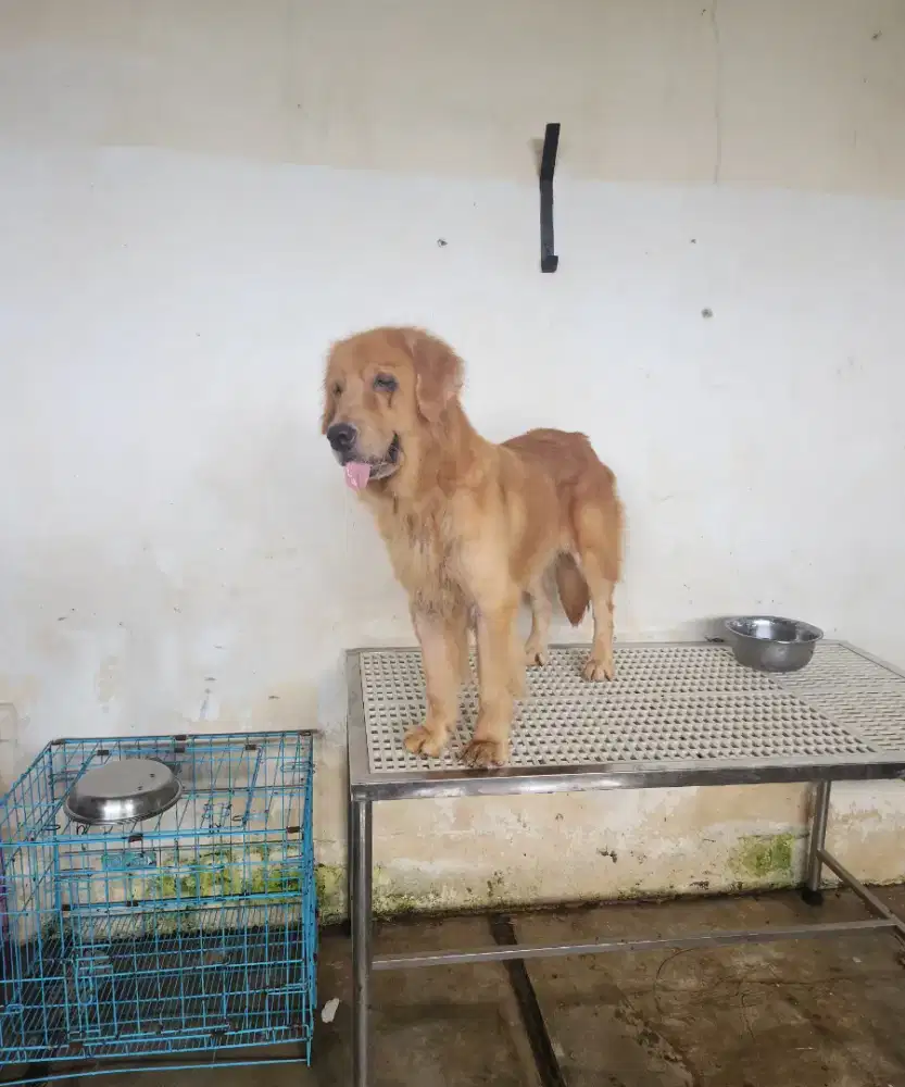 Golden Retriever Female 3 Tahunan Stambum Perkin Long Hair Big Bone