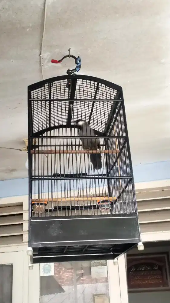 Poksay Hongkong jinak