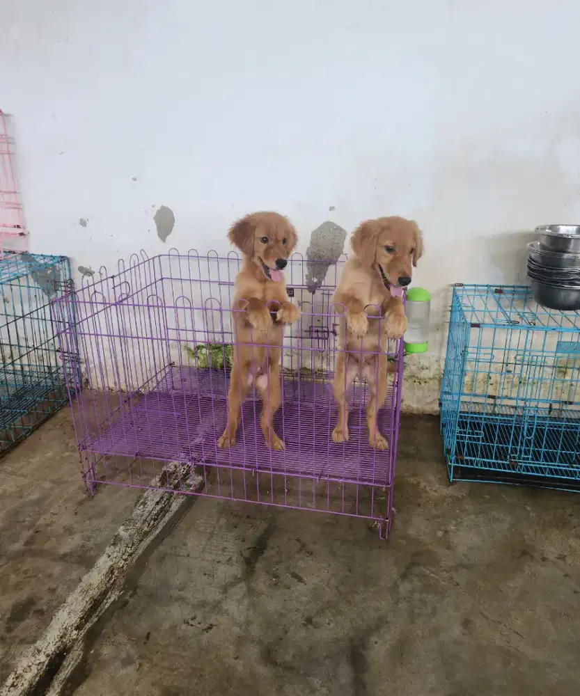 Puppy Golden Retriever Big Bone Male 2 Bulanan Stambum Microchip