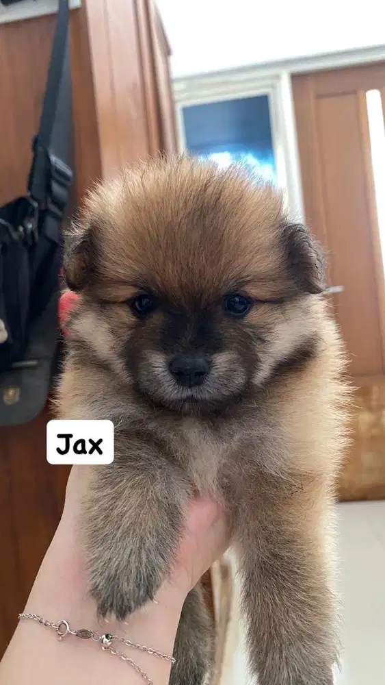 dijual cepat Minipom jantan