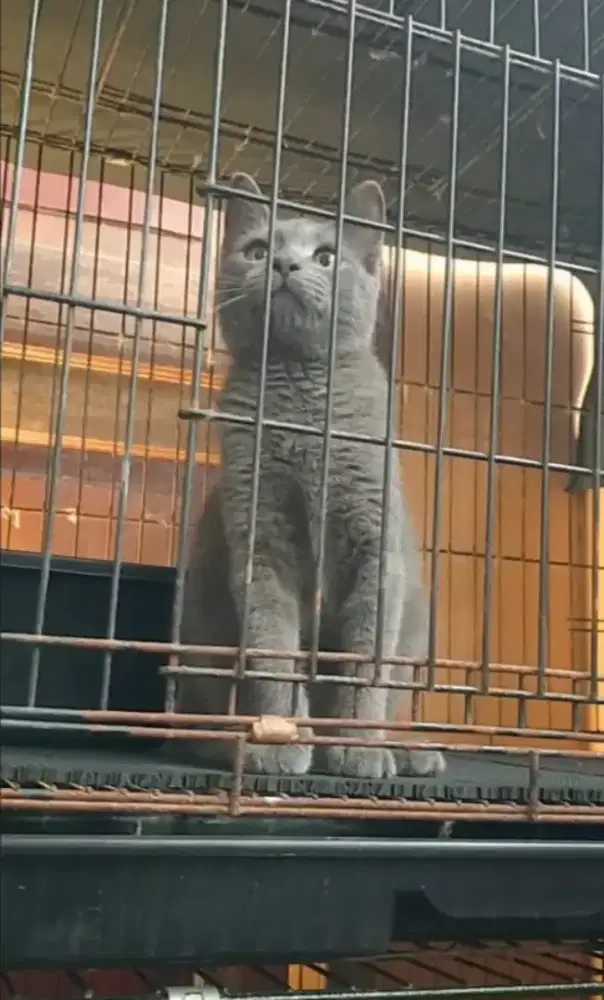 Kucing busok rasa BSH manis mewah