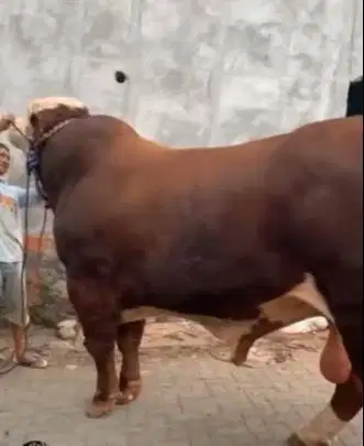 sapi 1 ton siap sapi qurban 2026 timbang riil rawatan kandang jamin ok