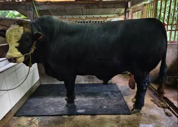 sapi 1 ton siap sapi qurban 2026 timbang riil rawatan kandang jamin ok