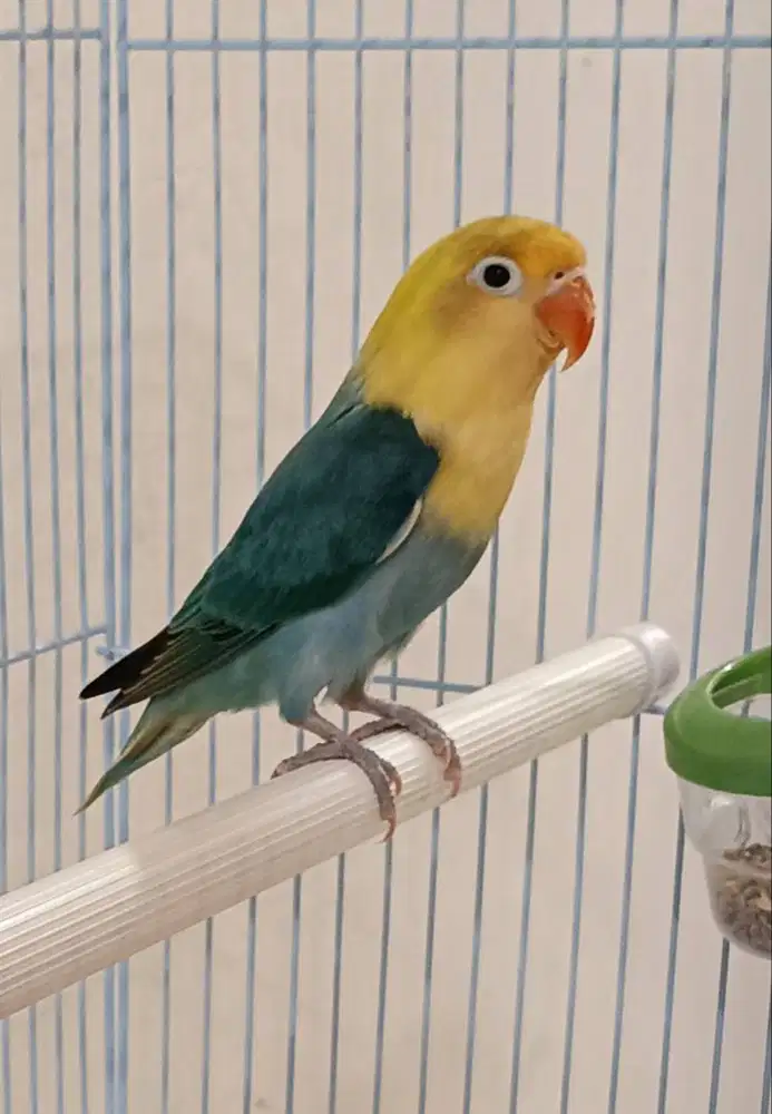 burung lovebird biola PB blue di Medan.