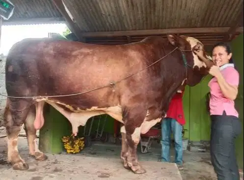 sapi qurban 1 ton timbang riil siap sapi kurban premium 2026 jamin ok