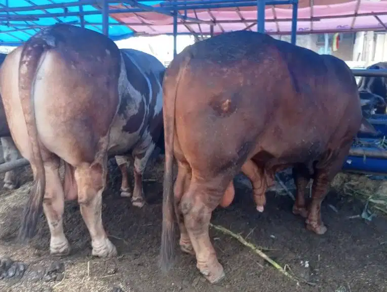 sapi qurban 1 ton timbang riil siap sapi kurban premium 2026 jamin ok