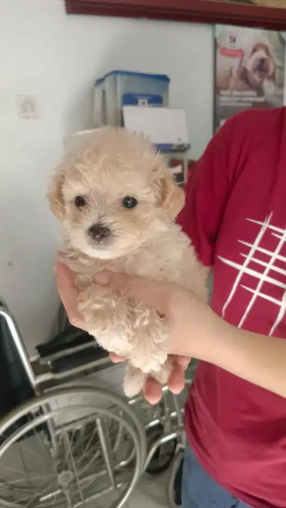 Tinypoodle apricot
