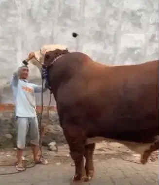 sapi qurban 1 ton timbang riil siap kurban premium terbaik 2026 manteb