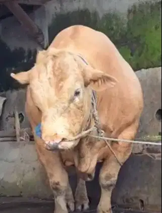 sapi qurban 1 ton timbang riil siap kurban premium terbaik 2026 manteb