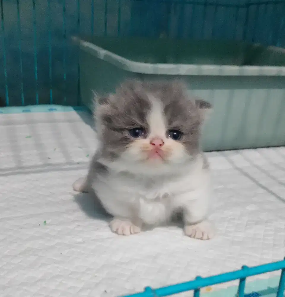 Munchkin bico blue Longhair