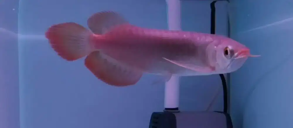 Arwana Arowana super red mulut hiu anti cakil