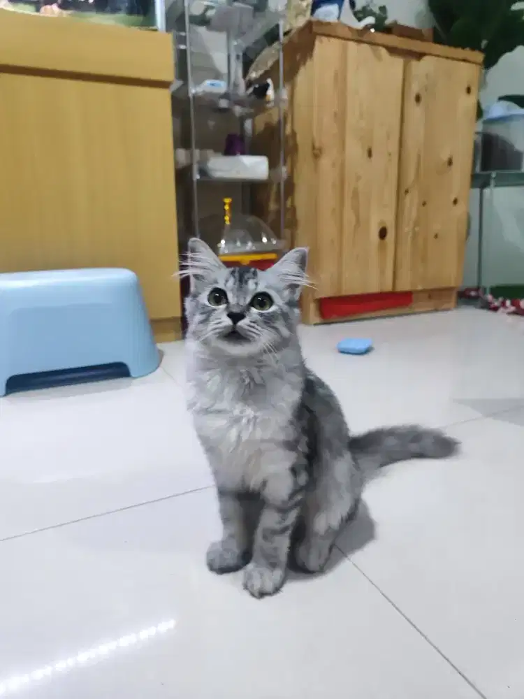 Kucing Norwegian Mix