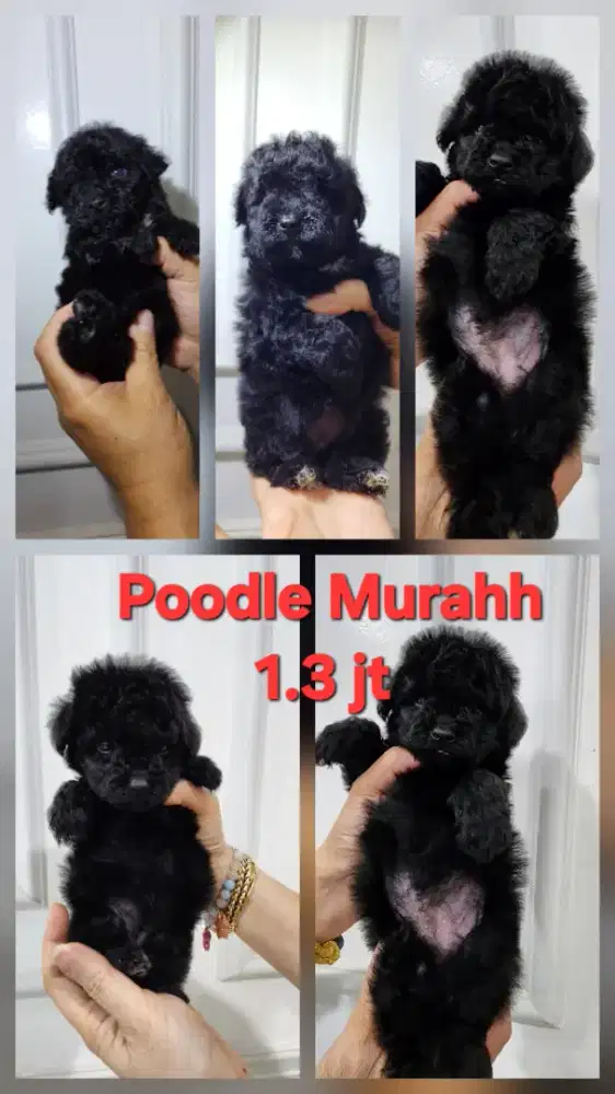 Anakan Poodle Murah Bangett