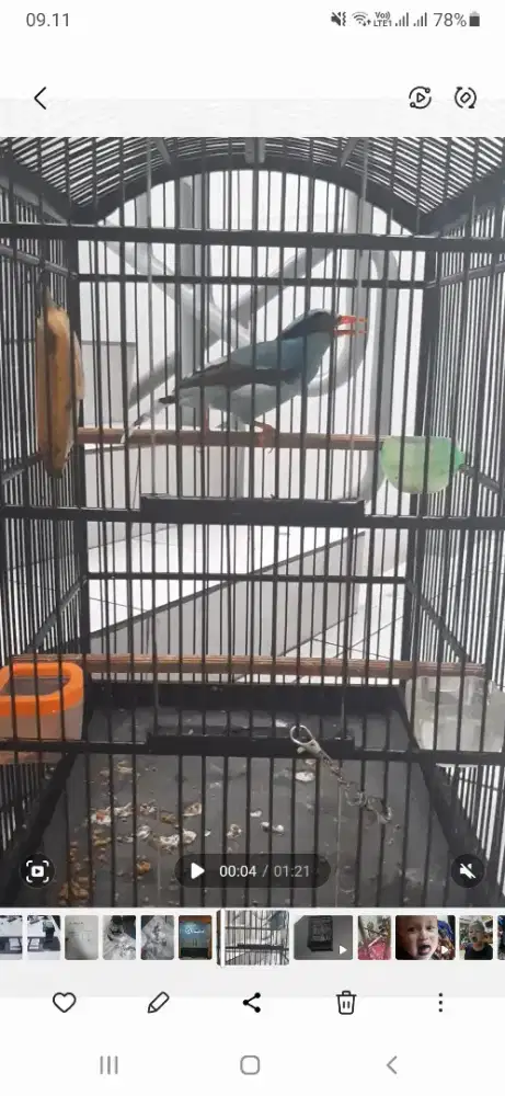 Burung masteran murai batu