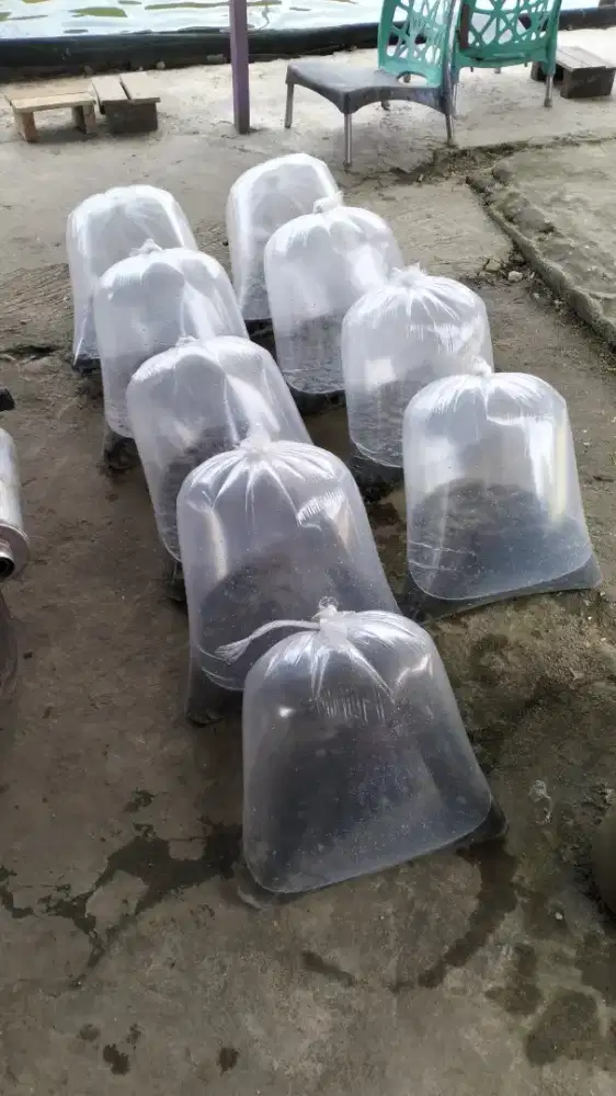 Menerima pesanan bibit