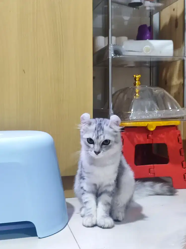 Kucing American Curl