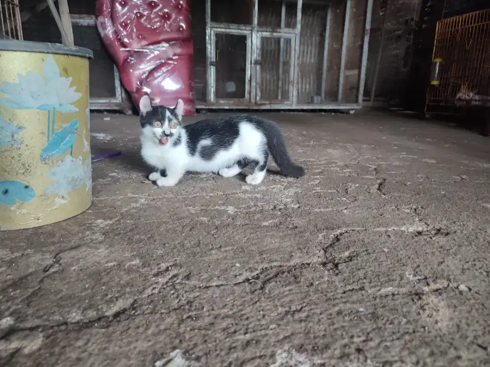 Kitten munckhin jantan