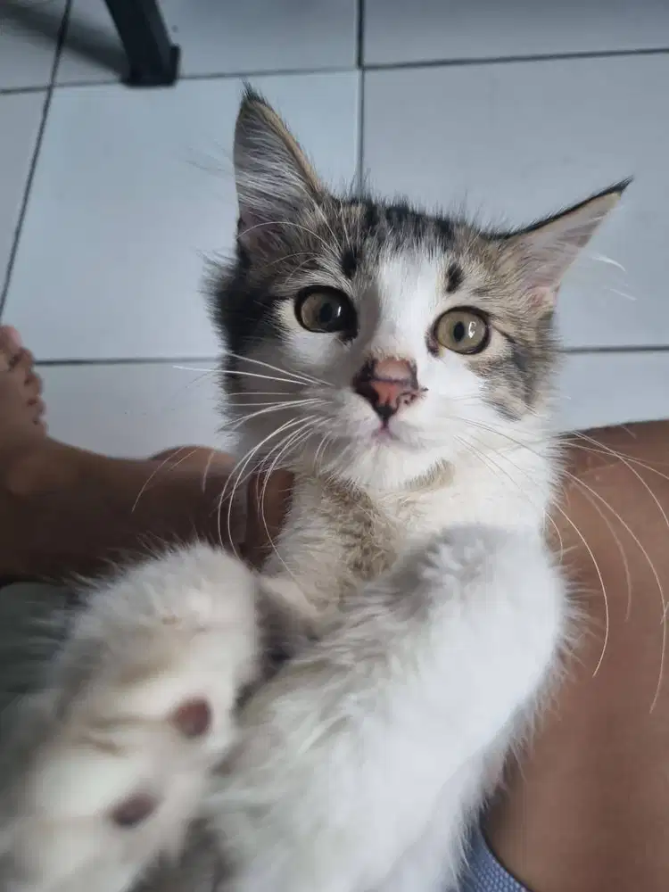 Adopt kucing - Gratis